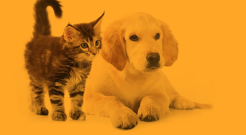pet-lovers